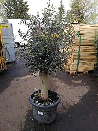 XXL Olivenbaum 25-30 Jahre alt - Olea Europea Hochstamm 160-200 cm Stammumfang 20 cm Formgehölz von Blumen-Senf