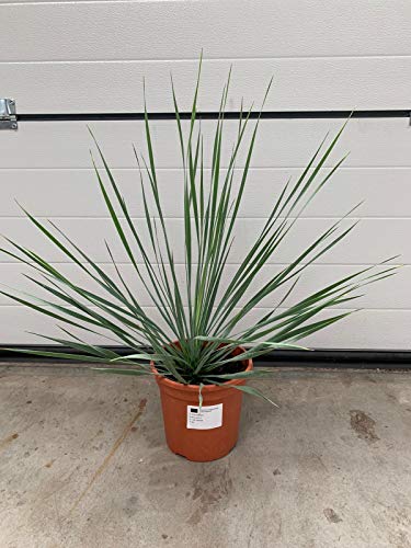 Yucca rostrata 45-50 cm / 5 Liter Winterhart Pflanze im Topf bis -20°C von Blumen-Senf