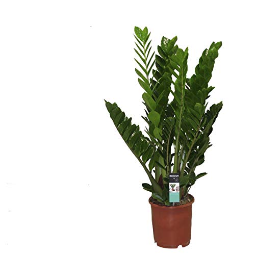 Zamioculcas 110 cm Zamiifolia Zanzibar Glücksfeder Zimmerpflanze von Blumen-Senf