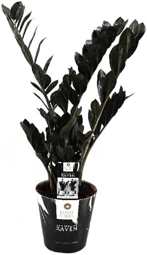 "Zamioculcas Raven 60 cm – Schwarze Zamioculcas Zimmerpflanze, Pflegeleicht & Robuste Pflanze für Innenräume, Dekorative Pflanze für Wohnzimmer & Büro "Zamioculcas Raven 60 cm – Schwarze Zamioculcas Zimmerpflanze, Pflegeleicht & Robuste Pflanze für Innenräume, Dekorative Pflanze für Wohnzimmer & Büro von Blumen-Senf