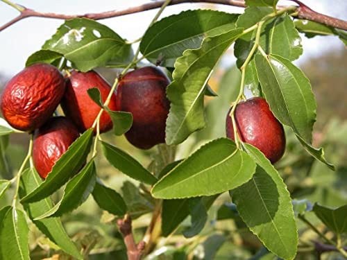 Ziziphus jujuba 150-200cm - große chinesische Dattel - winterharte Pflanze Rote Dattel - Azufaifa von Blumen-Senf