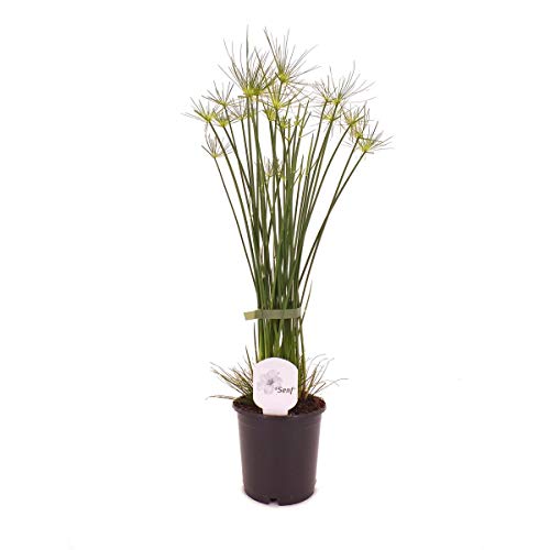 Zyperngras Cyperus haspan 60 cm Zwergpapyrus Zimmerpflanze von Blumen-Senf