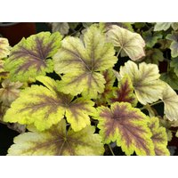 Heuchera/Heucherella "Golden Zebra", Purpurglöckchen Zebra" - Im Topf 12 cm Heuchera/Heucherella "Golden Zebra", Purpurglöckchen Zebra" - Im Topf 12 cm von BlumenEber