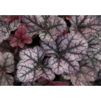 Heuchera "Little Prince" - Purpurglöckchen Im Topf 12 cm Heuchera "Little Prince" - Purpurglöckchen Im Topf 12 cm von BlumenEber