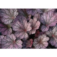 Heuchera "Silver Lord" - Purpurglöckchen Im Topf 12 cm von BlumenEber