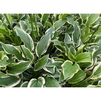 Hosta Plantaginea "So Sweet', Duftende Garten-Lilien Funkie Im Topf 13 cm Hosta Plantaginea "So Sweet', Duftende Garten-Lilien Funkie Im Topf 13 cm von BlumenEber