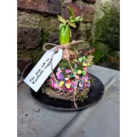 Dekorierte Hyazinthe Mit Konfetti von BlumenatelierShop