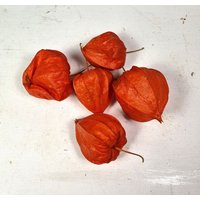 Getrocknete Physalis 5 Stück Trockenblumen von BlumenatelierShop