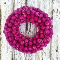 Gomphrena Kugelamarant Getrocknet Als Trockenkranz Gomphrena Kugelamarant Getrocknet Als Trockenkranz von BlumenatelierShop