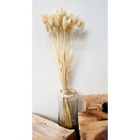 Phalaris Getrocknet Gebleicht, Trockenblumen, Trockenstrauß, Dried Flowers, Hasenschwänzchen von BlumenatelierShop