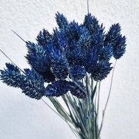 Phalaris Getrocknet Gefärbt Jeansblau Phalaris Getrocknet Gefärbt Jeansblau von BlumenatelierShop