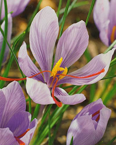 10 Echte Safran Krokusse Crocus Sativus Blumenzwiebeln Krokus 10 Echte Safran Krokusse Crocus Sativus Blumenzwiebeln Krokus von Blumenhandel Ullrich