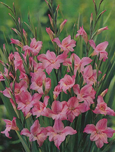10 Zwerg Gladiolen Charming Lady Blumenzwiebeln (Blumenzwiebeln) von Blumenhandel Ullrich