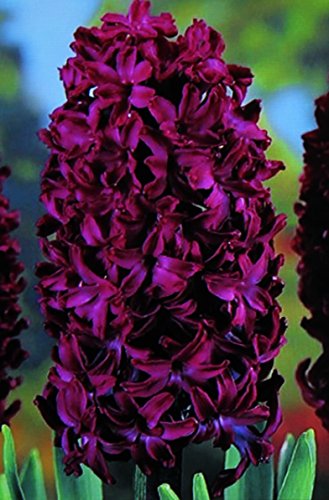 5 Hyazinthen Woodstock duftend Blumenzwiebeln von Blumenhandel Ullrich