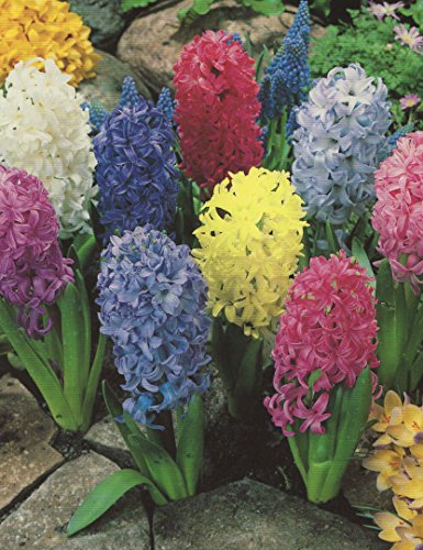 5 Hyazinthen gemischt duftend Blumenzwiebeln von Blumenhandel Ullrich