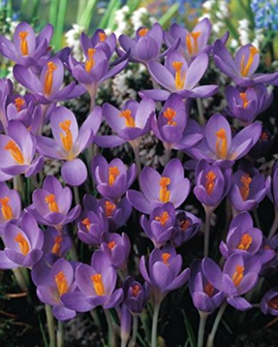 50 Botanische Krokusse Barr's Purple Blumenzwiebeln Crocus von Blumenhandel Ullrich