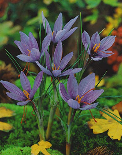 50 Echte Safran Krokusse Crocus Sativus Blumenzwiebeln von Blumenhandel Ullrich