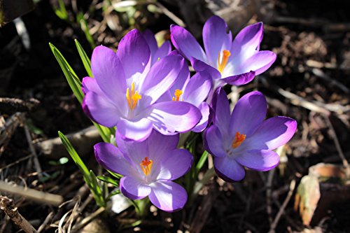 500 Botanische Krokusse Ruby Giant Blumenzwiebeln Crocus tommassianus von Blumenhandel Ullrich