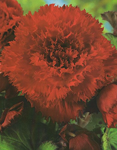 Begonien Fimbriata gefranste gefüllte in rot Knollenbegonien Blumenzwiebeln (3 Blumenzwiebeln) von Blumenhandel Ullrich