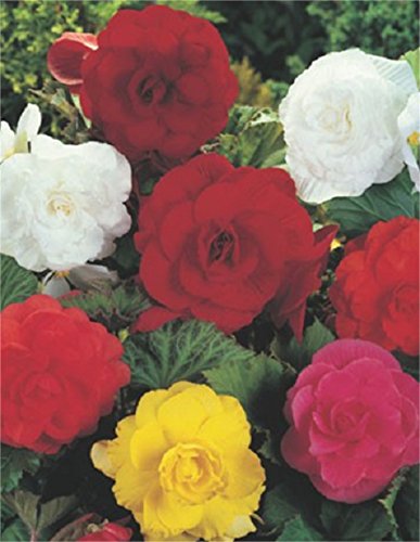 Begonien Großblütig gefüllt gemischt Knollenbegonien Blumenzwiebeln (10 Blumenzwiebeln) von Blumenhandel Ullrich