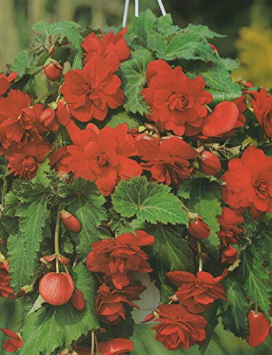 Begonien pendula hängend in rot gefüllt Blumenzwiebeln Knollenbegonie (3 Blumenzwiebeln) von Blumenhandel Ullrich