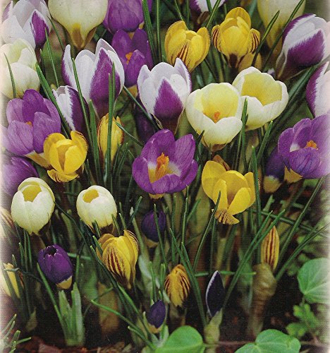 Blumenhandel Ullrich 100 Botanische gemischte Krokusse Blumenzwiebeln Crocus krokus von Blumenhandel Ullrich