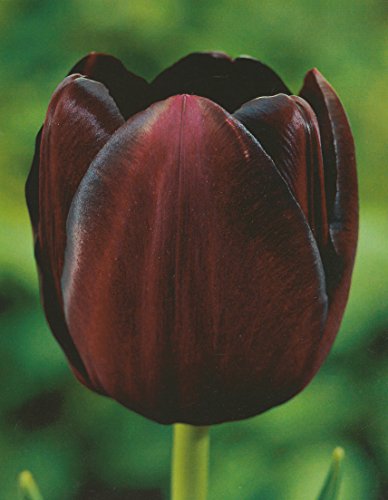 Blumenhandel Ullrich Tulpen Queen of Night 20 Blumenzwiebeln Blumenhandel Ullrich Tulpen Queen of Night 20 Blumenzwiebeln von Blumenhandel Ullrich