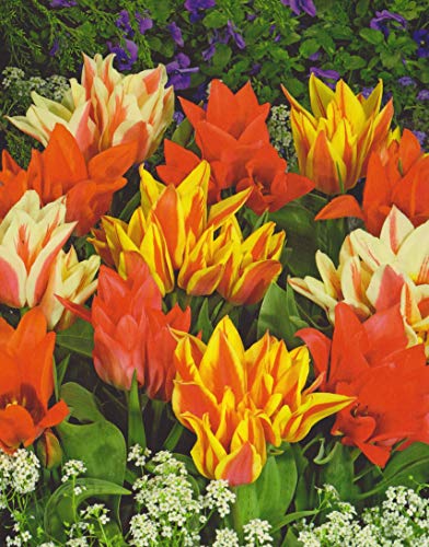 Botanische Tulpen Toronto Mix Tulpenzwiebeln (20 Blumenzwiebeln) von Blumenhandel Ullrich