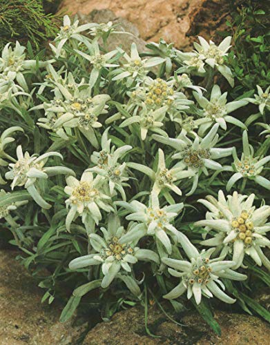 Edelweiss Leontopodium alpinum"1 Pflanze im 7x7 cm Topf" Staude Edelweiß von Blumenhandel Ullrich