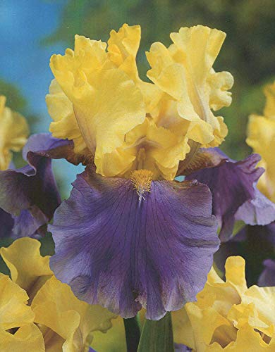 Iris germanica Edith Worfold Schwertlilie (Rhizom) Winterhart Staude (3 Rhizome) von Blumenhandel Ullrich