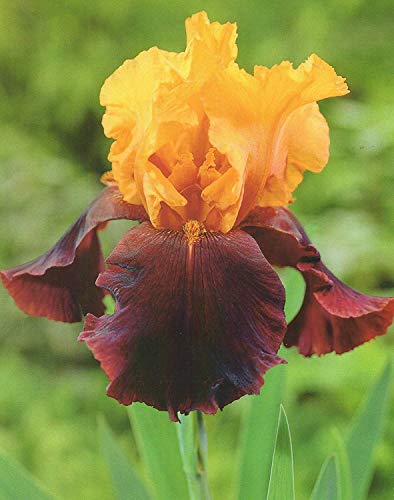 Iris germanica Supreme Sultan Schwertlilie (Rhizom) Winterhart Staude (1 Rhizom) von Blumenhandel Ullrich