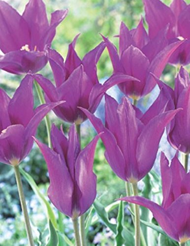 Lilienblütige Tulpen Purple Dream Tulpenzwiebeln (10 Blumenzwiebeln) von Blumenhandel Ullrich