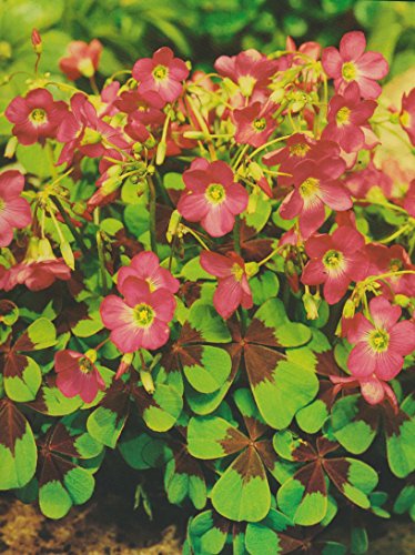 Oxalis deppei Iron Cross Glücksklee (50 Blumenzwiebeln) von Blumenhandel Ullrich