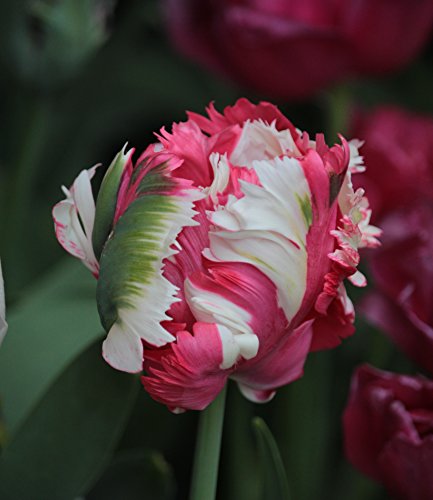 Papagein Tulpen Estella Rijnveld Tulpenzwiebeln (10 Blumenzwiebeln) von Blumenhandel Ullrich