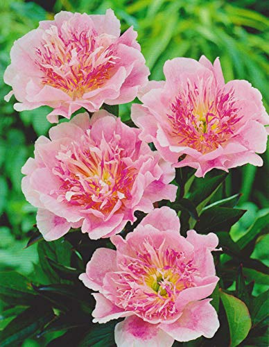 Pfingstrose Do Tell Paeonia Lactiflora"1 Wurzelstück mit Augen" Rarität von Blumenhandel Ullrich