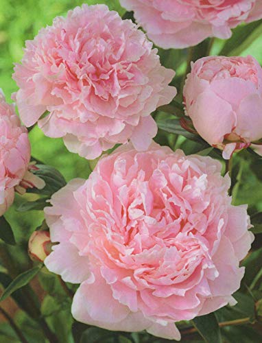 Pfingstrose Sarah Bernhardt Paeonia Lactiflora"1 Wurzelstück mit Augen" Rarität von Blumenhandel Ullrich