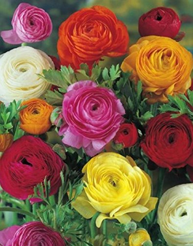 Ranunkeln gefüllte bunte Mischung (10 Blumenzwiebeln) von Blumenhandel Ullrich
