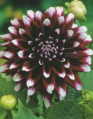 Schmuck Dahlie großblumig Mystery Day Knolle Blumenzwiebeln (1) von Blumenhandel Ullrich