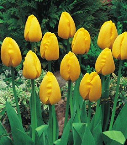 Tulpen Golden Apeldoorn Tulpenzwiebeln (50 Blumenzwiebeln) von Blumenhandel Ullrich