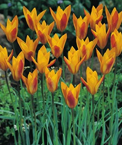Wildtulpen clusiana Cynthia Botanische Tulpen Tulpenzwiebeln (10 Blumenzwiebeln) von Blumenhandel Ullrich