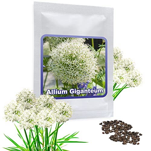 RIESEN LAUCH WEISS (Allium giganteum) - 30 Samen/Pack - Zierlauch - Winterhart - Riesenlauch von Magic of Nature