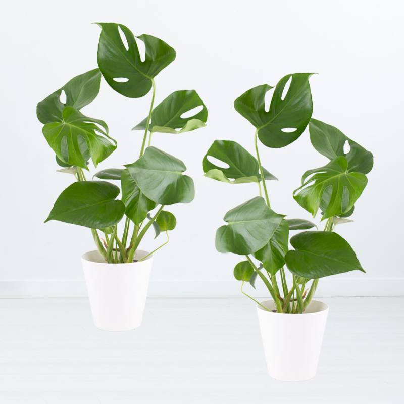 2er-Set Monstera + gratis Töpfe | +/- 50 cm | ø 14 cm | Fensterblatt von Blumenshop.de