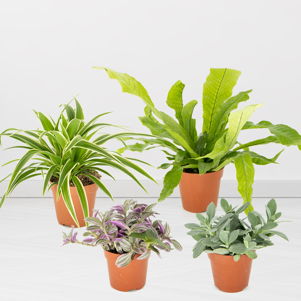 4er Pflanzen-Set | ø 10 - 12 cm | Tradescantia, Grünlilie, Senecio, Krokodilsfarn von Blumenshop.de