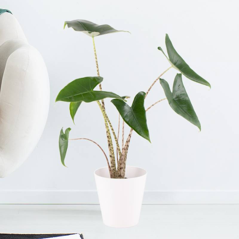 Alocasia Zebrina + gratis Topf | +/- 50 cm |ø 14 cm | Elefantenohr von Blumenshop.de