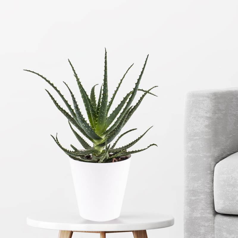 Baum-Aloe + gratis Topf | +/- 30 cm | ø 15 cm | Aloe arborescens von Blumenshop.de