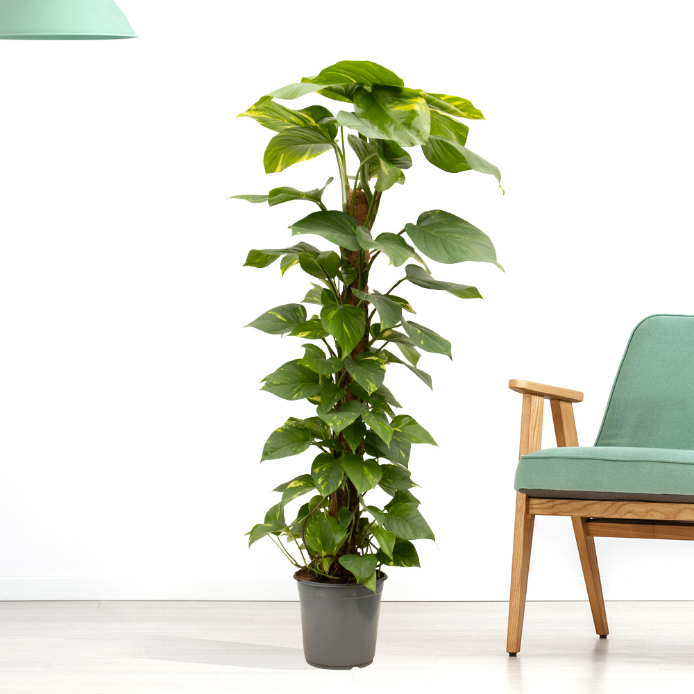 Efeutute XXL | +/- 130-140 cm | ø 24 cm | Epipremnum Aureum von Blumenshop.de