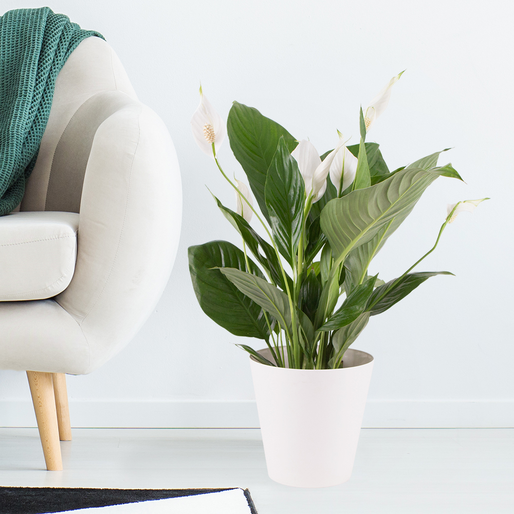 Einblatt + gratis Topf | +/- 60 cm | ø 17 cm | Spathiphyllum von Blumenshop.de