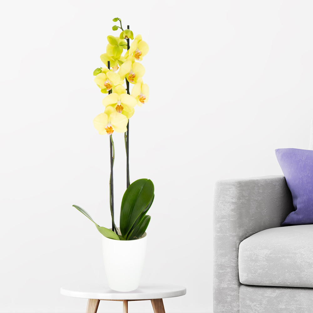Gelbe Orchidee (zwei Rispen) + gratis Topf | +/- 70 cm | ø 12cm | Phalaenopsis von Blumenshop.de