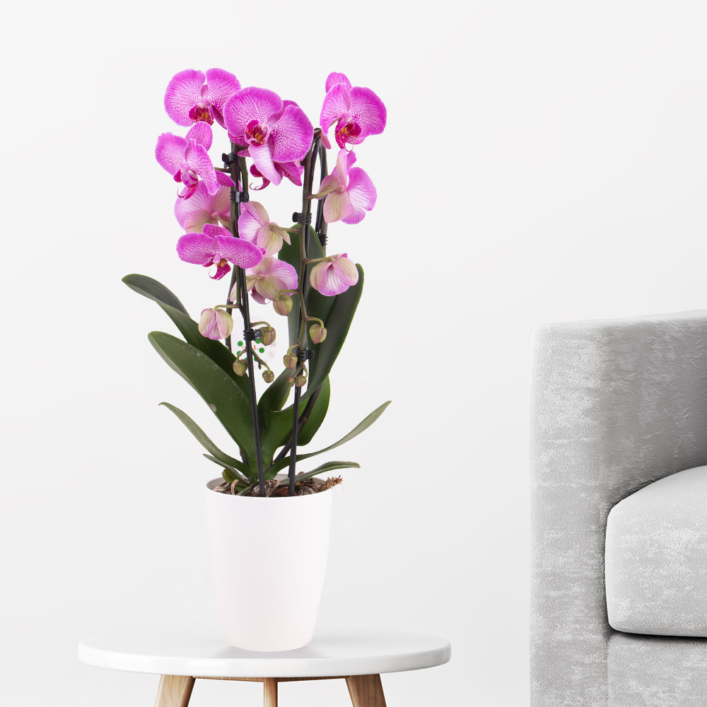 Gemusterte Orchidee im Bogen + gratis Topf | +/- 50 cm | ø 12 cm | Phalaenopsis cascade von Blumenshop.de