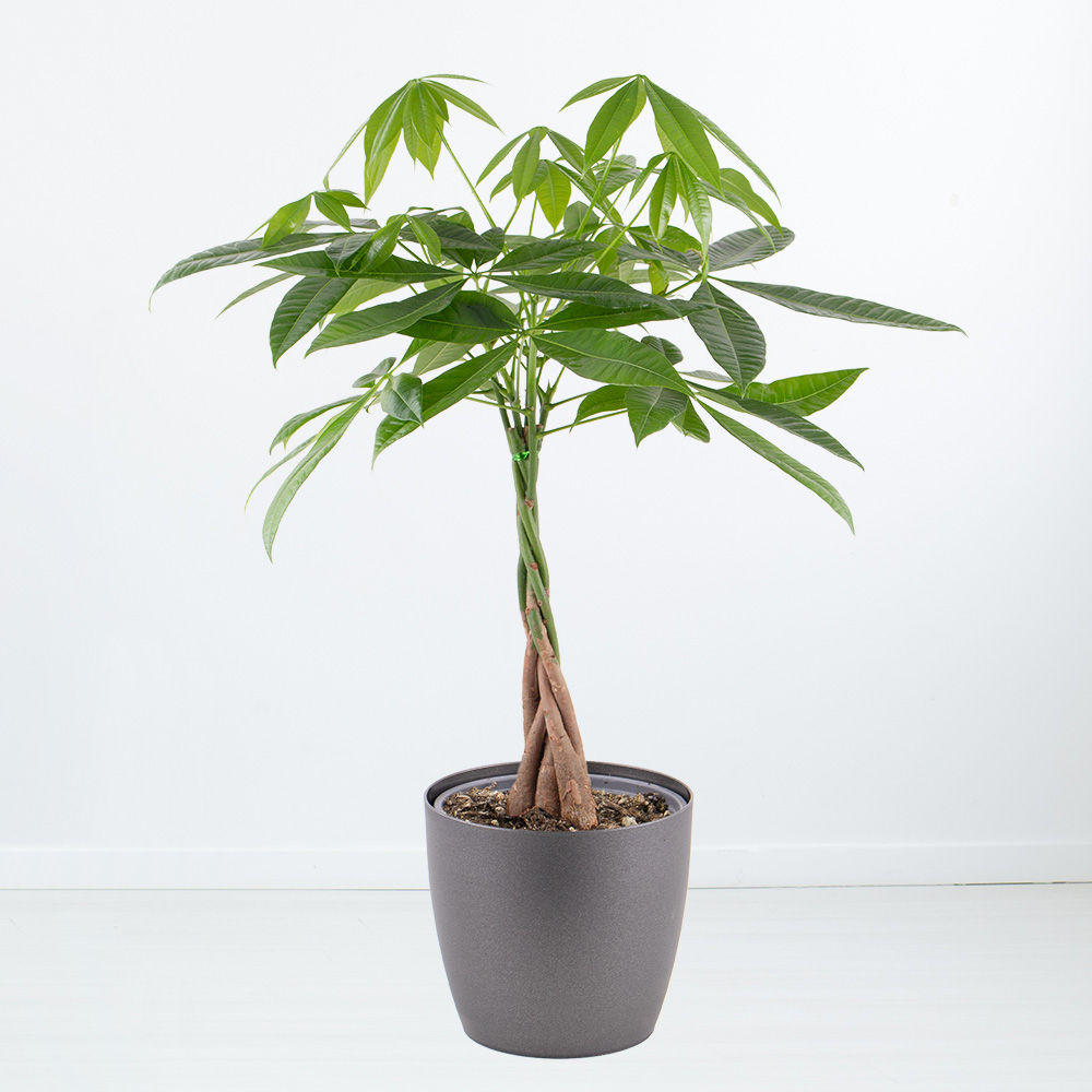 Glückskastanie | +/- 90-100 cm | ø 21 cm | Pachira aquatica von Blumenshop.de